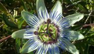 Passiflora caerulea